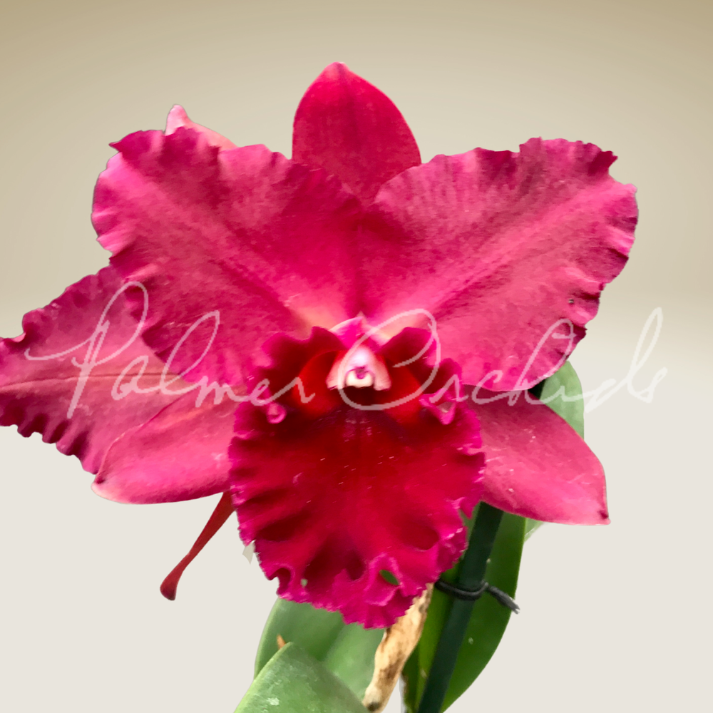 Rth. Pop City — Palmer Orchids